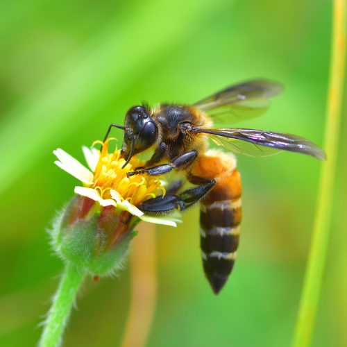 A Bee perched on the beautiful flower / Photo credits: panomja7@gmail.com / 2015 / Source: depositphotos.com, ©2019